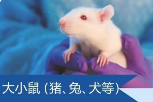 动物实验