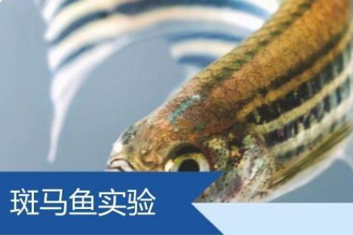 斑马鱼实验