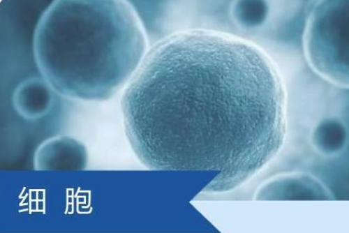 细胞实验